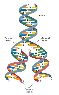 Comprehensive Chromosome Screening (CCS): a promising procedure