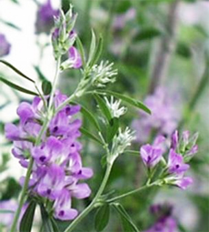 Top 10 herbs for Cholesterol Management
