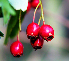 Top 10 herbs for Cholesterol Management