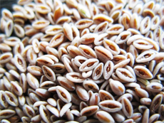 Top 10 herbs for Cholesterol Management