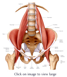 Working the Psoas: a bet to prevent a stiff back