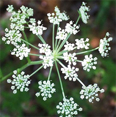 Top 10 Herbs to Manage Menopause