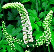 Top 10 Herbs to Manage Menopause