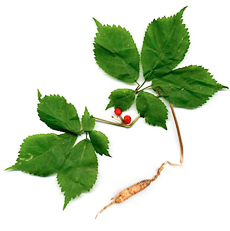 Top 10 Herbs to Manage Menopause