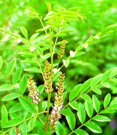 Top 10 Herbs to Manage Menopause