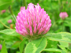 Top 10 Herbs to Manage Menopause