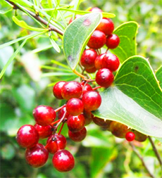 Top 10 Herbs to Manage Menopause