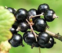 20 Foods to Save Your Heart 