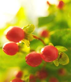 Goji Berry: A Great Anti-oxidant