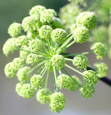 Top 10 to Conceive Naturally With Herb Aid