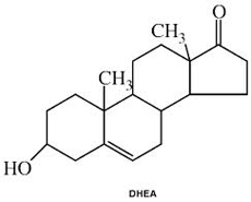DHEA: Watching the 'Mother Hormone' in Action