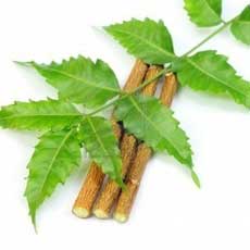 Margosa (Neem): An Amazing Herb for Your Skin