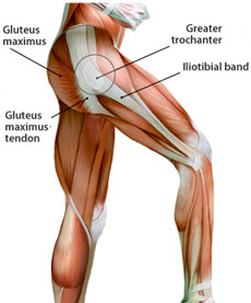 Muscles Of The Leg Can Be Bent And Straightened 101