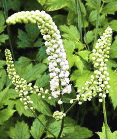 Managing Arthritis Pain:  Herbal Way