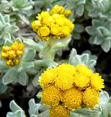 Herbs offering Sun Protection
