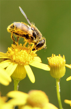 Bee Pollen: A Miraculous Super Food