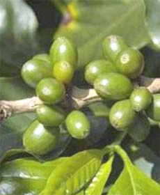 Green coffee beans New weight loss drug: A study