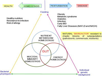 Gut Microbiota: An Influential Factor in Obesity