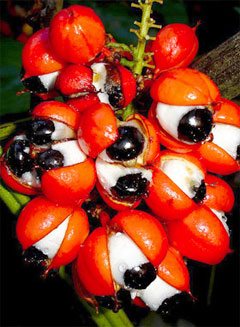 Guarana: A South American Stimulant and A Dietary Supplement
