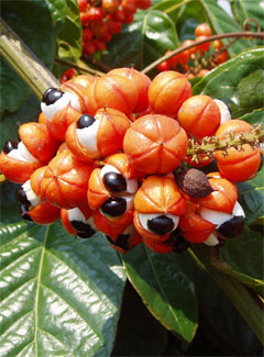 Guarana: A South American Stimulant and A Dietary Supplement