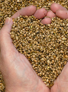 Hemp Seeds: Nature's Perfect Food