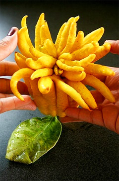 Buddha's hand: Fruit for Good Luck, Happiness and Long Life