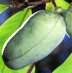 Paw Paw: An Anti-Cancer Fruit From USA