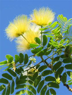 Albizzia: The Wonder Herb of Happiness