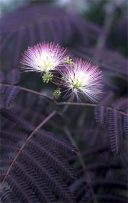 Albizzia: The Wonder Herb of Happiness