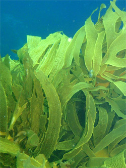 Kelp: Popular Superfood with Inherent Risks