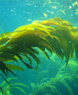 Kelp: Popular Superfood with Inherent Risks