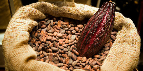 Raw Cacao: Unmatched Health Benefits