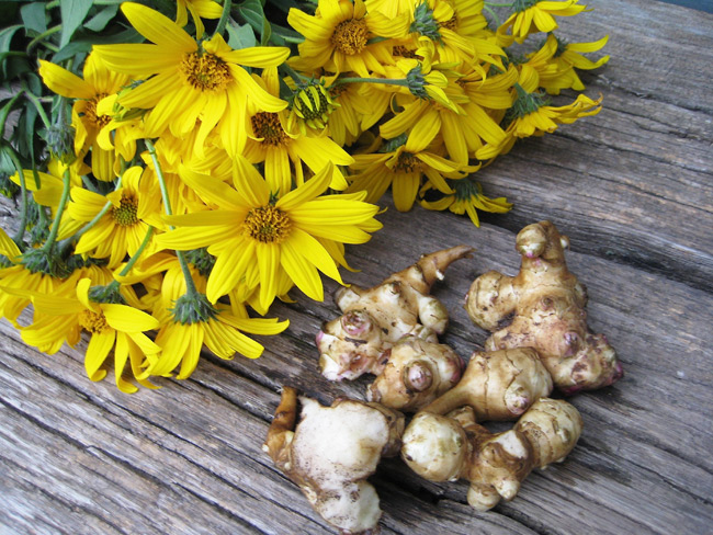 Jerusalem Artichoke: Amazing Multi-Beneficial Herb 