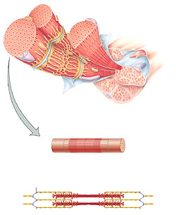Skeletal muscles: How do they work?