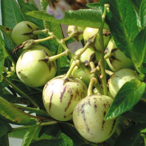 Árboles frutales de pepino perú