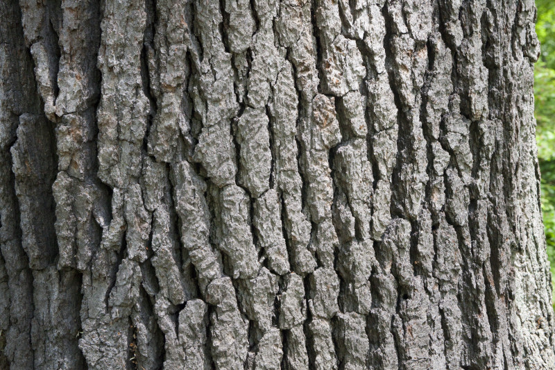 bark oak varicoz