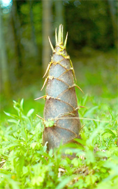 Bamboo Shoots: Amazing Health Benefits