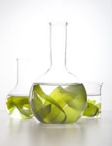   Chlorella : A nutritional supplement dissected threadbare 