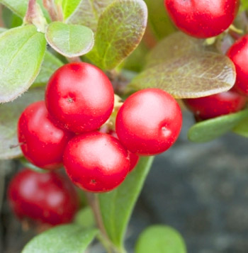 Bearberries