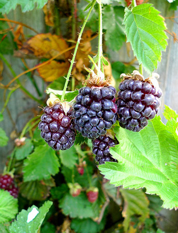 Youngberries Youngberries