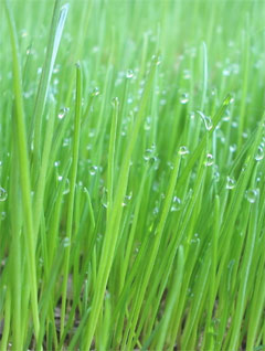 Barley Grass: A complete super food