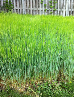 Barley Grass: A complete super food