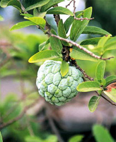 Custard Apple : Aristocrat of Fruits