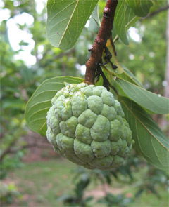 Custard Apple : Aristocrat of Fruits