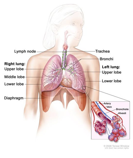   Small Cell Lung Cancer