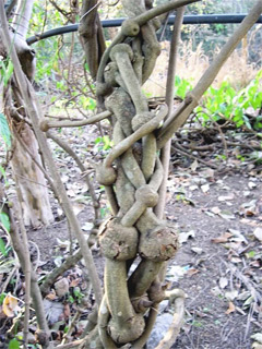 Ayahuasca: An Ancient Brew for Spiritual Revelations