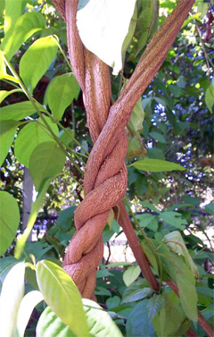 Ayahuasca: An Ancient Brew for Spiritual Revelations