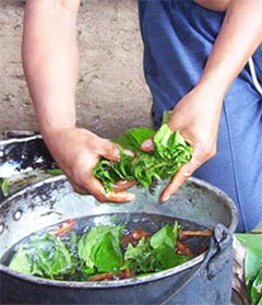 Ayahuasca: An Ancient Brew for Spiritual Revelations