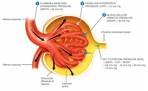 Poor Kidney Function could Lead to Obesity. Take Action Now!