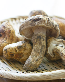 Matsutake Mushrooms: The Costliest Food in the World